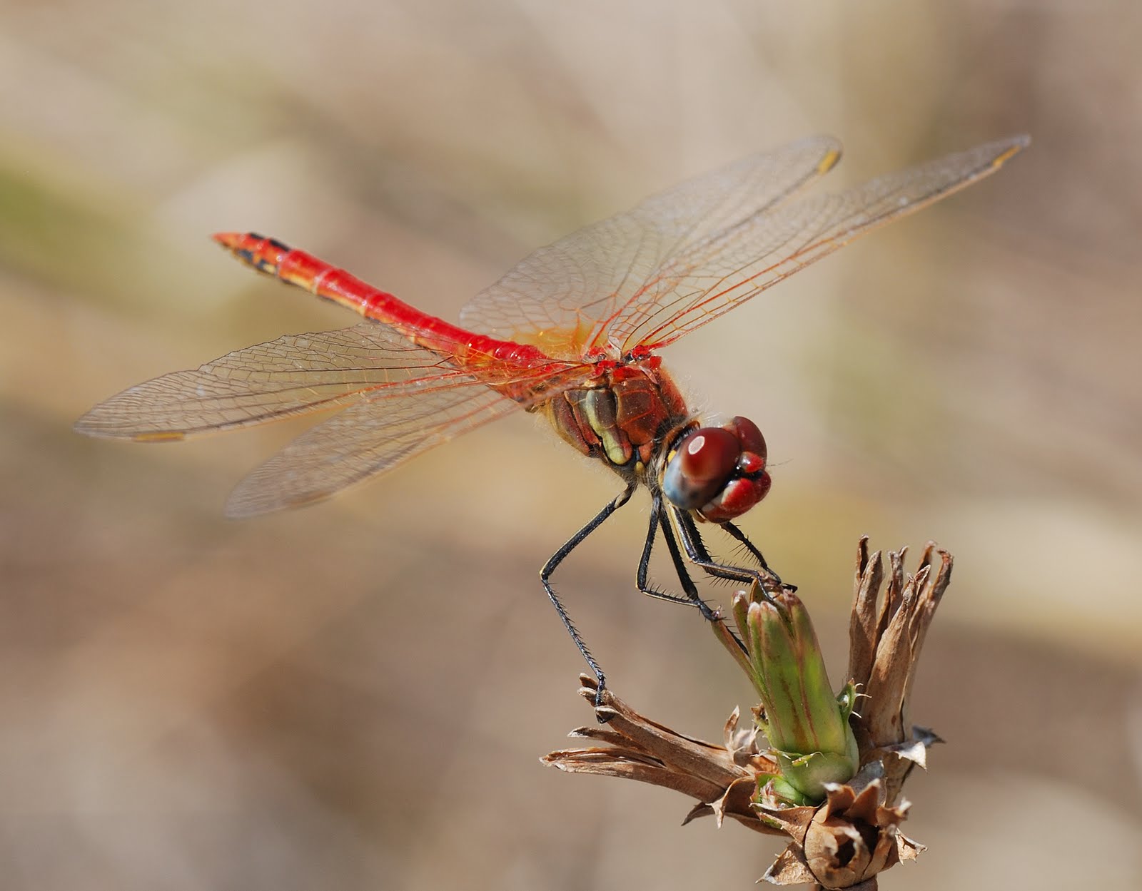 Blue Moon Devotionals Mosquito Hawk.