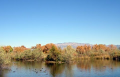 Albuquerque - Rio Grande Preserve