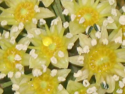 Trevesia palmata Snowflake aralia flower detail