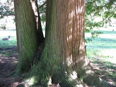 Port Orford Cedar trunk