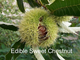 Will Chestnuts Make A Dog Sick