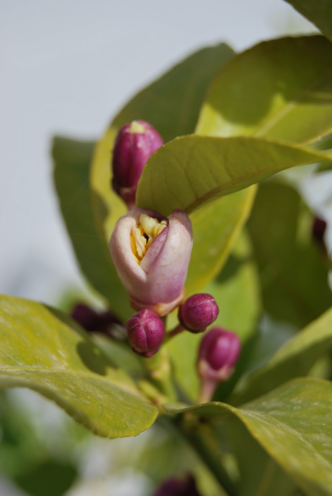 Nature Digital Lemon tree blooming. Λεμονανθοί.