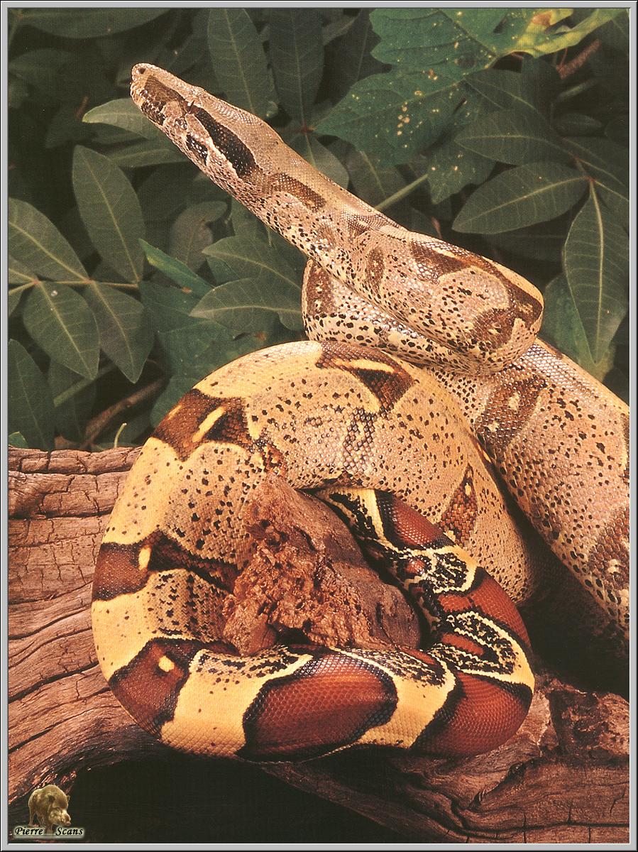 [BOAKONSTRIKTOR1.jpg]