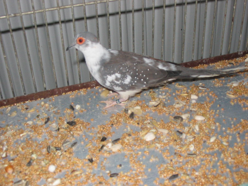 [nubijska+grlica+Å¡pricana.jpg]