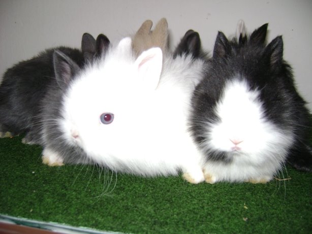 [KUNIÄ†I+018.jpg]