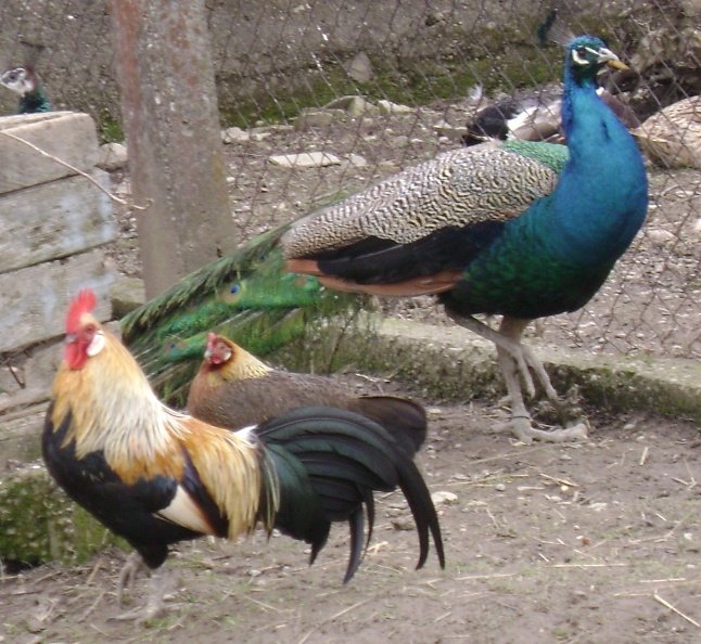 [naÅ¡e+uzgajaliÅ¡te+037.jpg]