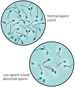 increase tips sperm count quick natural