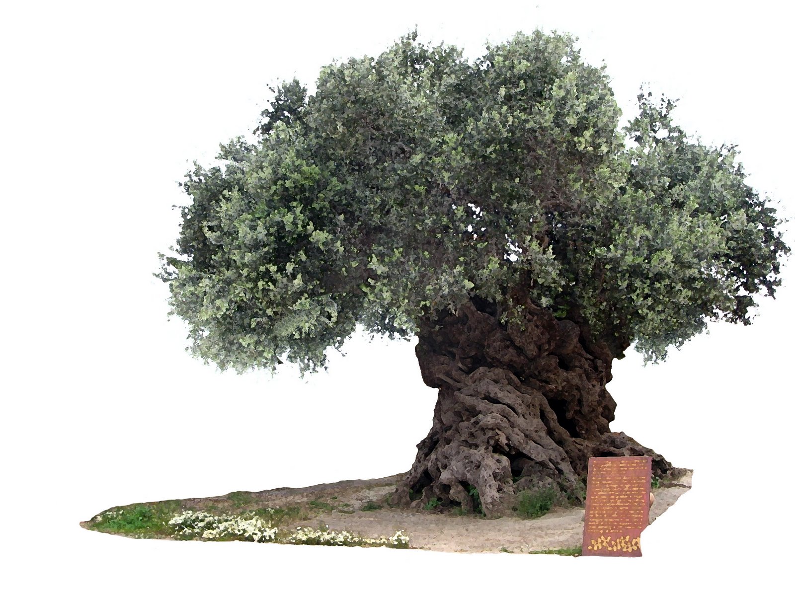 Chanea Extra Virgin Olive Oil PDO Kolymvari Chania Crete Greece The chanea-extra-virgin-olive-oil-pdo-kolymvari-chania-crete-greece-the