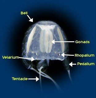 The Box JellyFish: The Box JellyFish
