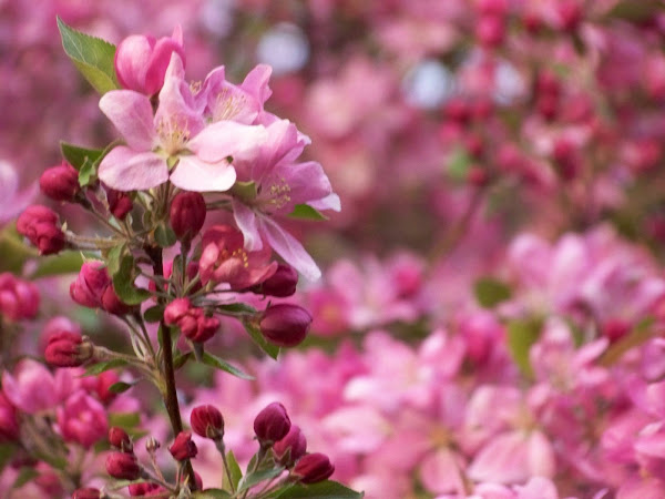Crab Apple Blossoms