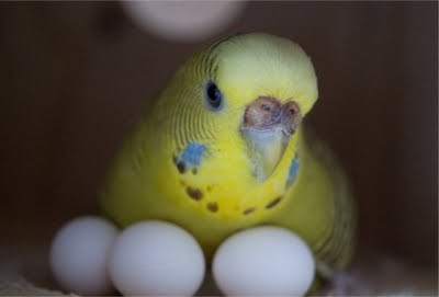Budgies are Awesome: Eggs
