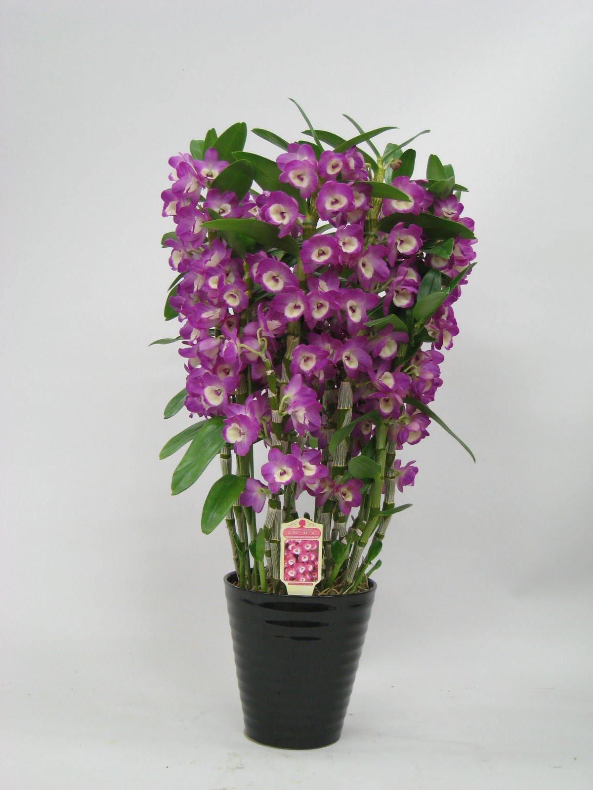 Bloomin' Blog by Bloom Japan Network Japanese Winter Pot Orchids are