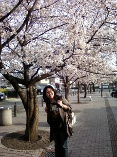 Coco Wa Happy John, Nihon Des.: Sakura, so special in Japan