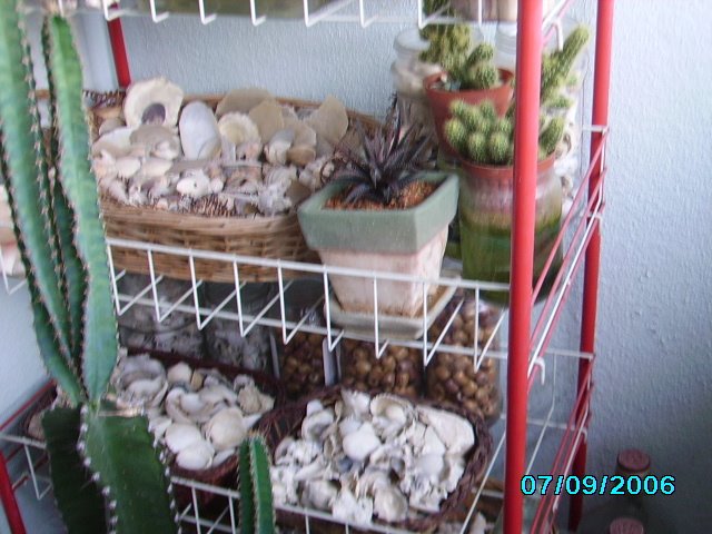 [cactus+garden+4.JPG]