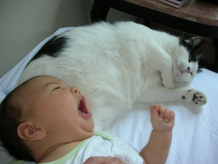 Stop wooking at me meow-meow!