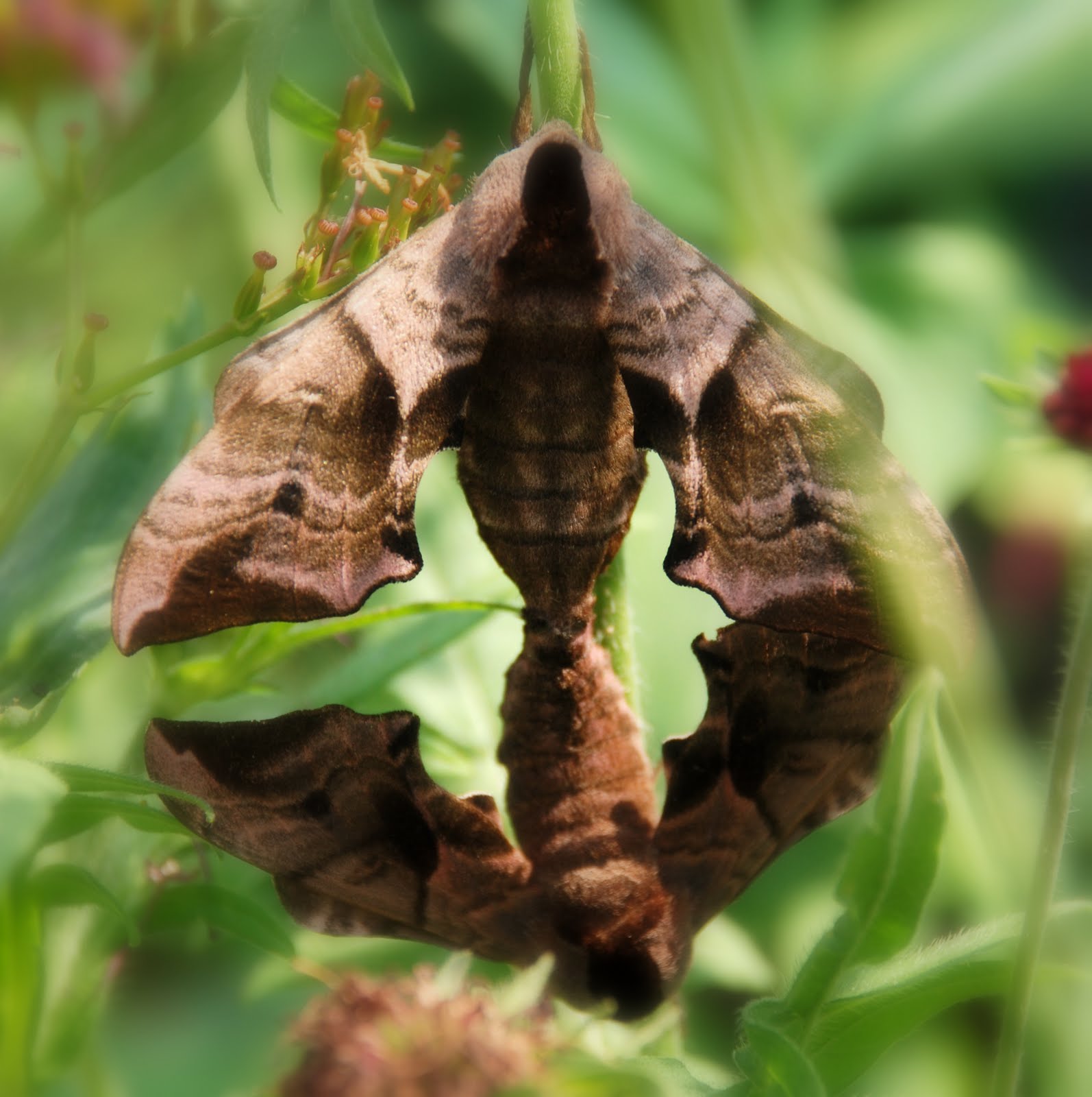 Third Age Musings The Evolution of the Paper Moth