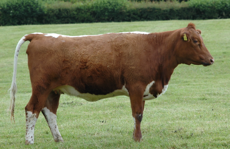LOUGH HOUSE & ORGANIC FARM Irish Moiled Cattle Photographs