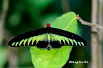 Wild Butterfly and Moth of Borneo