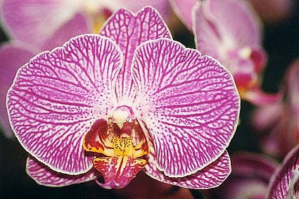 Orchids Flowers Tips Merawat Anggrek  Phalaenopsis