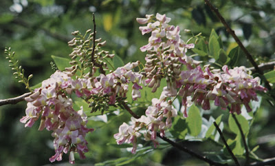 LAMAN-SERi : MeNCaRi KeReDHaaN-MU: Pokok bunga Jepun