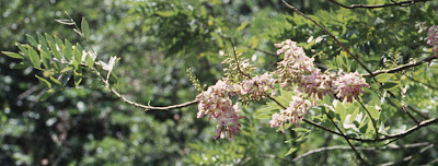 LAMAN-SERi : MeNCaRi KeReDHaaN-MU: Pokok bunga Jepun