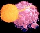 T-Cell Kill Cancer