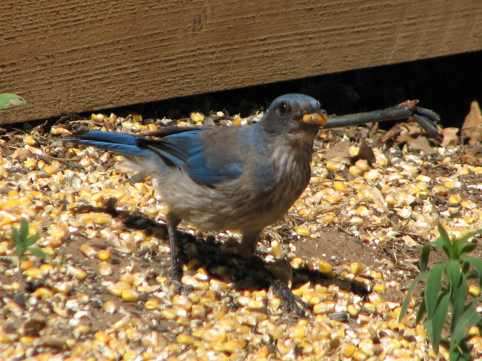 Hiking Colorado Colorado Birds