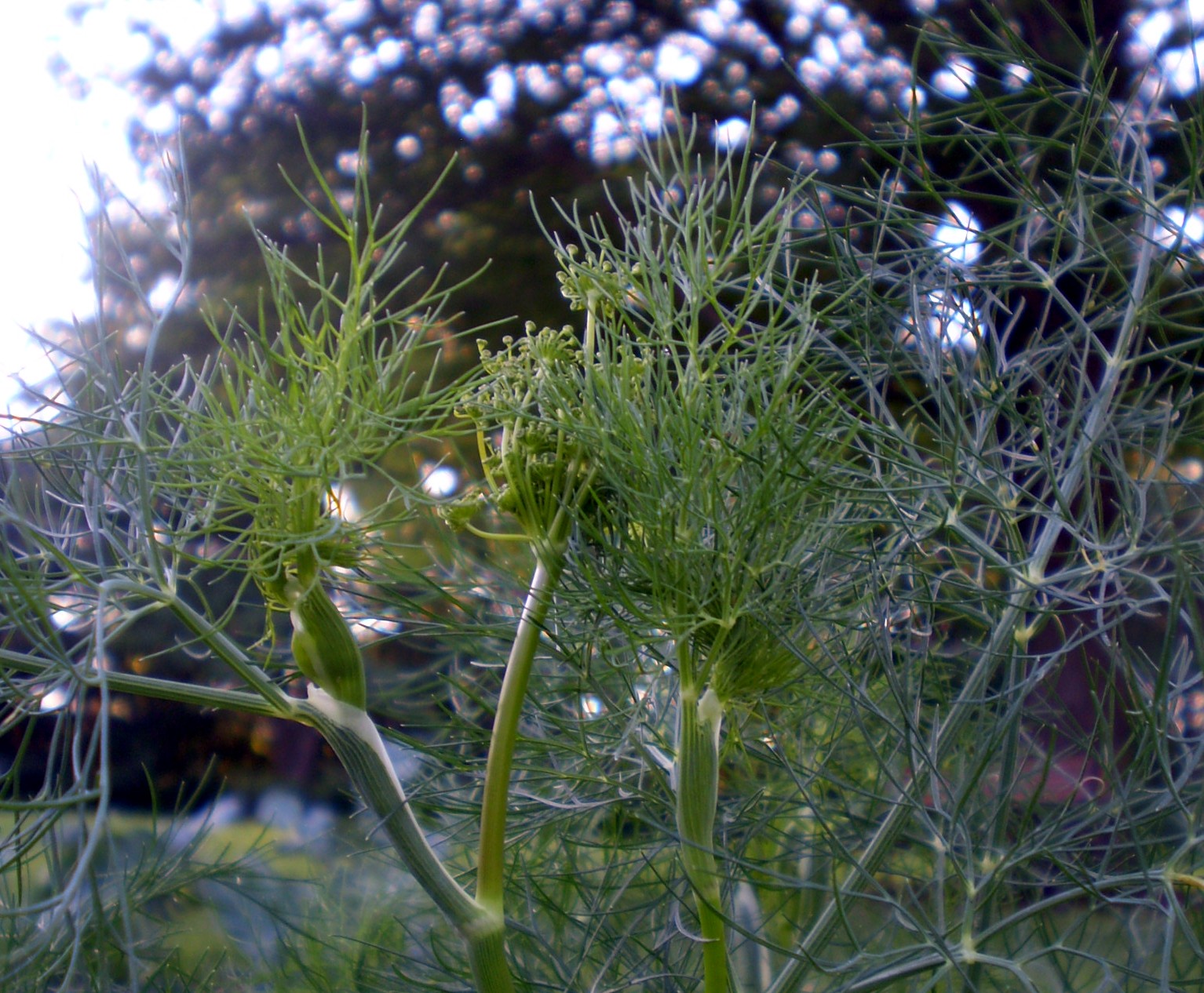 Columbia Creations Looks good enough to eat!