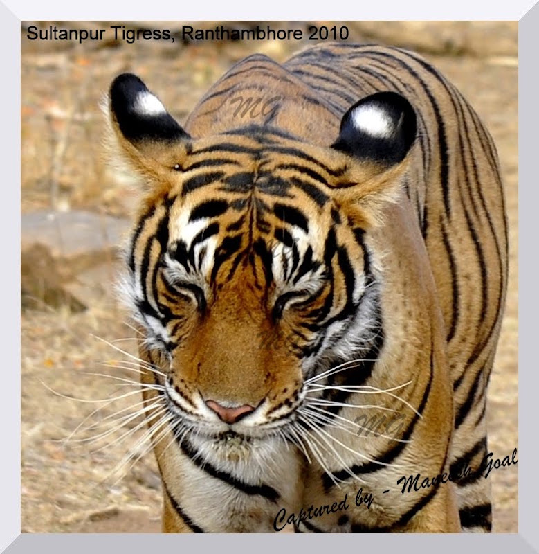 The Tigers of Ranthambhore National Park, India | My Bioscope ...