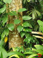 Science Blog: Modified roots