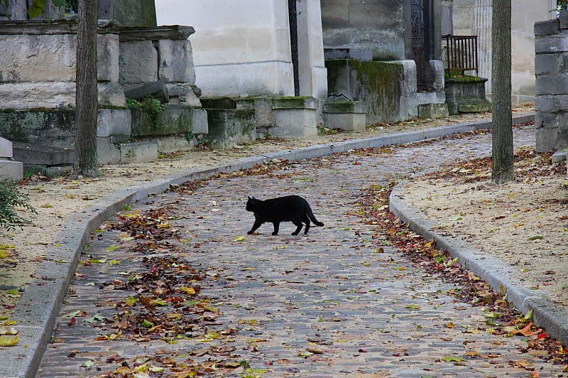 Что делать если кошка перебежала дорогу. Чёрная кошка перебежала дорогу. Чёрная Кошла пробегает дорогу. Кошка перебежала дорогу. Примета черная кошка перебежала дорогу.