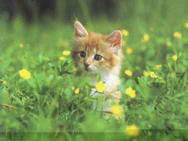 Cute Cats Wallpaper | Pix Bag