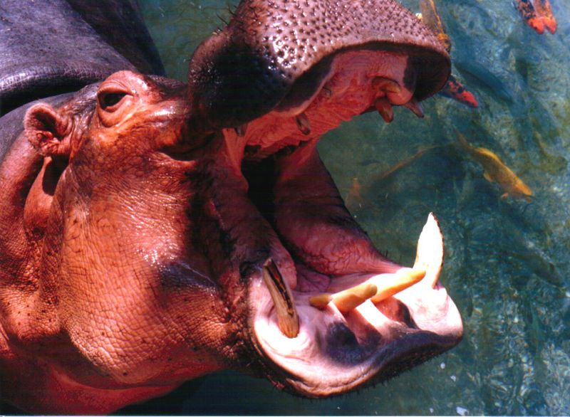 [800px-Hippo_mouth1.jpg]