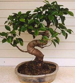 venta de bonsai