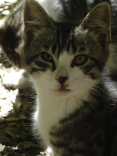 Picasso ~ one of my feral kitties when he was still at the park