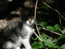 Sage ~  one of my feral kitties when he was still at the park