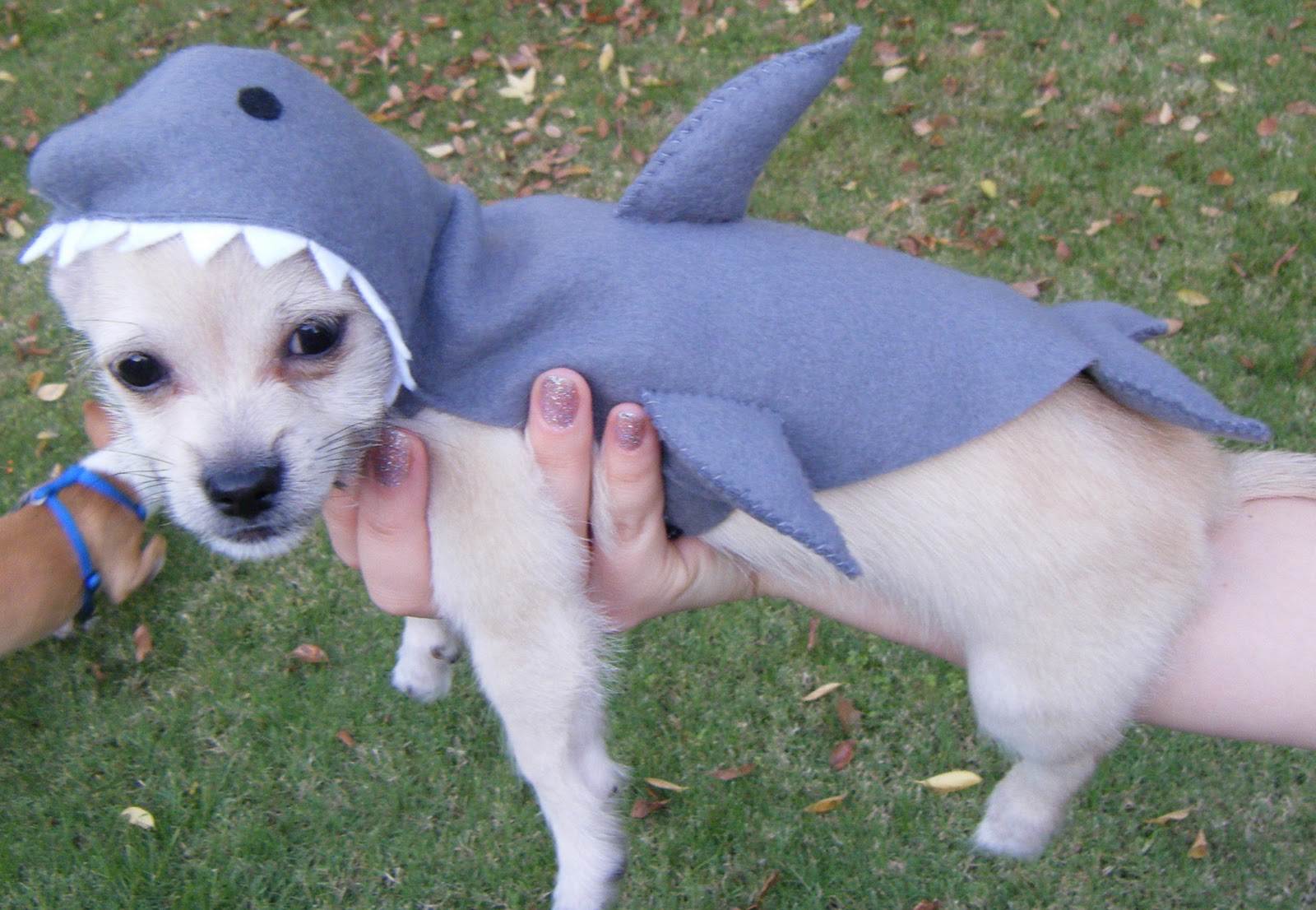 diy shark costume for dogs