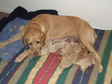 Xena and her 8 puppies whelped 2/3/09