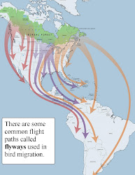 birds michigan migrate winter migratory north throated migration south flyways sparrows wild crowned september during through farther neighborhoods transients nest