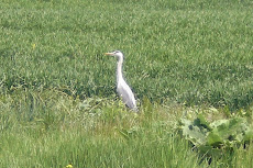 កុកចាំចាប់កណ្ដូប