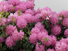 ផ្កាស៊ីជំពូ