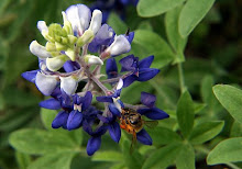 Texas State Flower