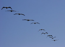 Pelicans