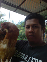 Ayam Kampung (Misi Kacukan)