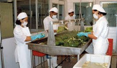 Lavado y Preparación de Frutas y Hortalizas p/ Procesos de Fabricación