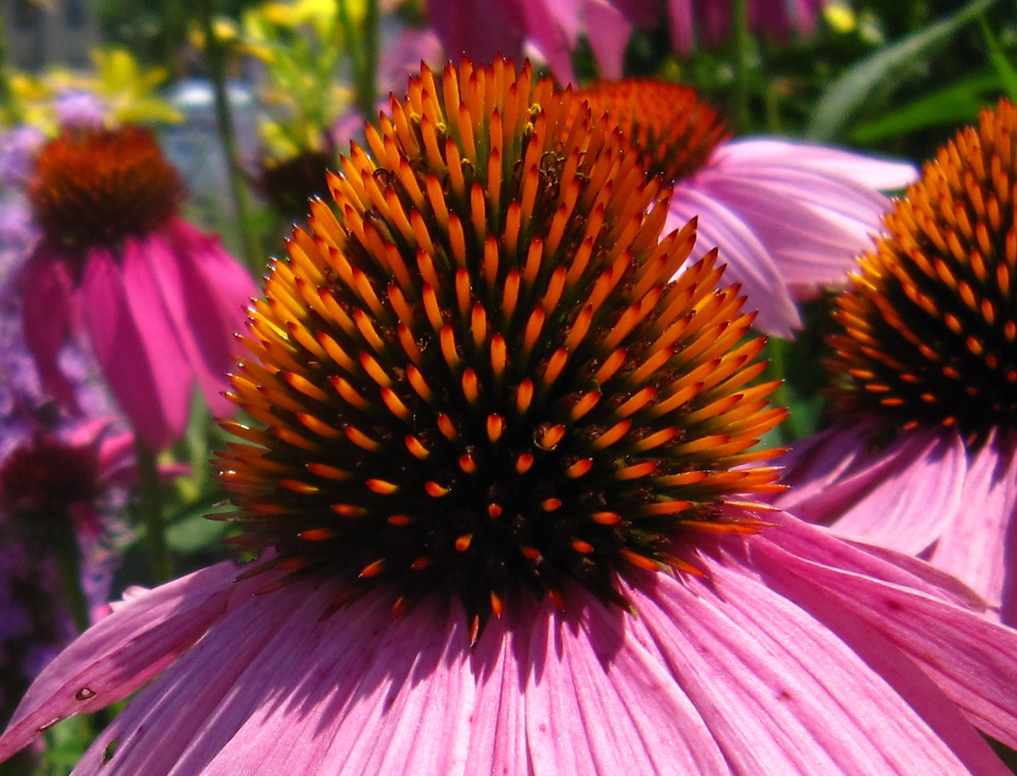 Chuck Does Art: More Canon Powershot SD980 IS Macro photos