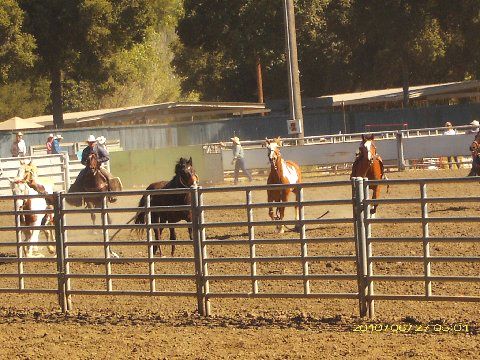 Wild Horse Stampede...