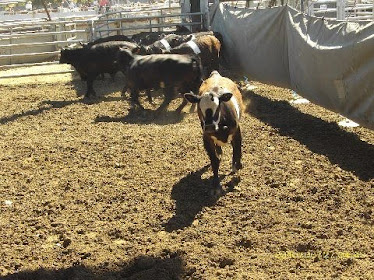 Cattle Sorting Event Bulls and Cows...