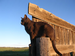 Jerry on the fence.