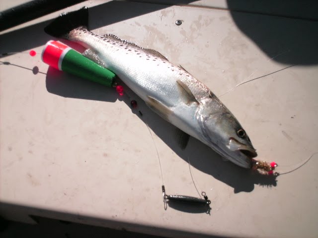 sea trout on popping cork